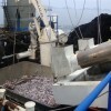 A anchovera peruana é a maior pesca mundial. A maioria vira comida de peixe ou de porcos. FOTO: Milagros Salazar/ICIJ