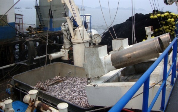 A anchovera peruana é a maior pesca mundial. A maioria vira comida de peixe ou de porcos. FOTO: Milagros Salazar/ICIJ