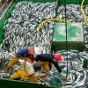 Depois de anos de pesca intensiva, os estoques de cavala no sul do Pacífico caíram dramaticamente. Alguns experts dizem que o único meio de salvar os peixes é impor uma moratória de cinco anos. FOTO: Periódico El Ciudadano