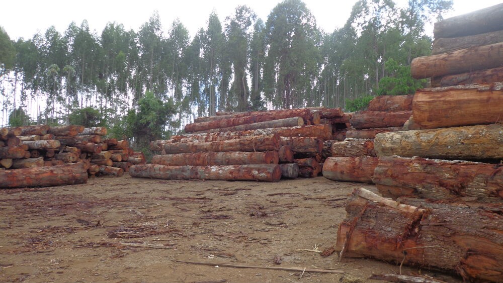 pátio de estocagem da madeira retirada da área onde extrativistas realizaram o empate / Foto: Rogério Almeida