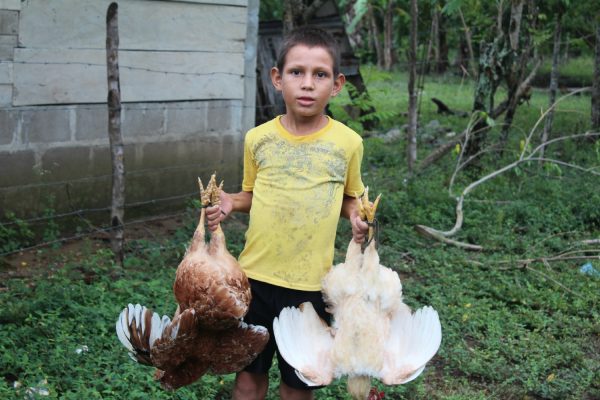 Menino carrega frangos vivos na comunidade de Panamá, que faz divisa com a fazenda Paso Aguán, da Dinant. Foto: ICIJ