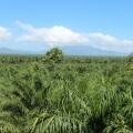 Palmeiras estendem-se até o horizonte em Bajo Aguán. Honduras