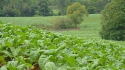 Folhas de fumo se espalham pelas terras de 4 mil famílias em Santa Cruz e 3,7 mil em Venâncio
