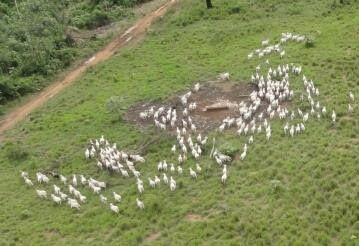 Pasto em terra pública grilada descoberta pela Operação Rios Voadores (Fonte: MPF/Pará)