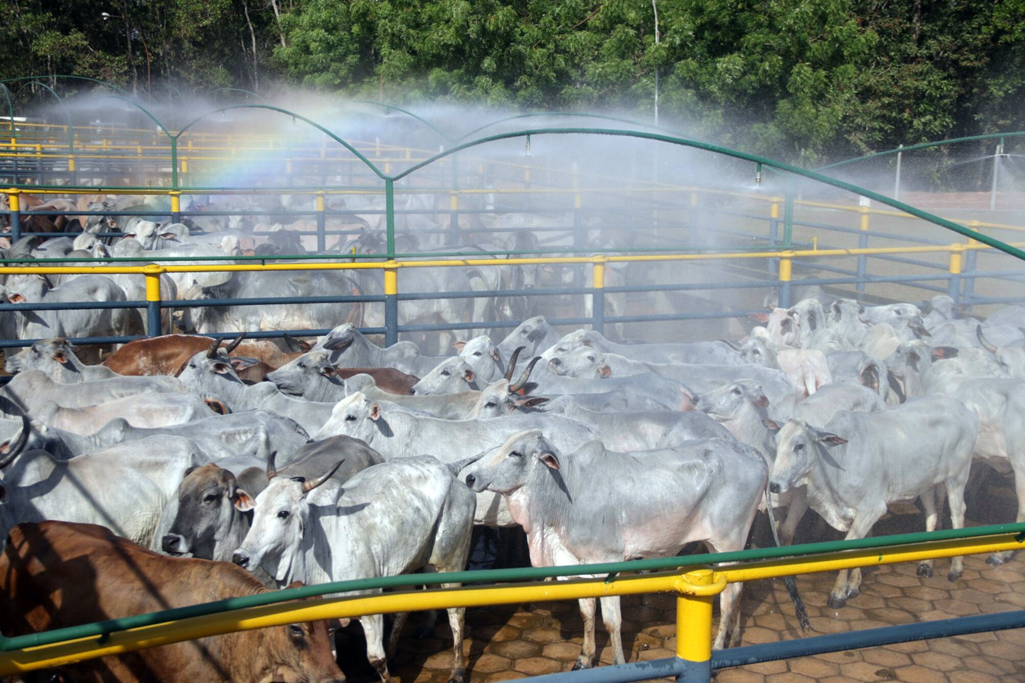 A prática conhecida como ?lavagem de gado? consiste na transferência de gado de áreas desmatadas para fazendas regularizadas (Bruno Cecim/Agência Pará)