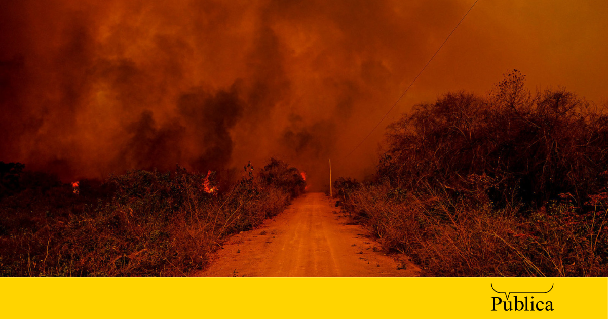 Incêndios já tomam quase metade das terras indígenas no Pantanal