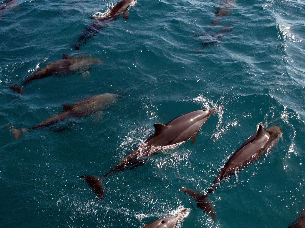 Entre as espécies ameaçadas em Fernando de Noronha estão os golfinhos