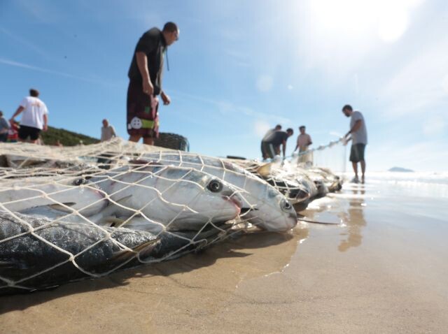 Pescadores guardando tainha, um dos peixes mais tradicionais do litoral catarinense