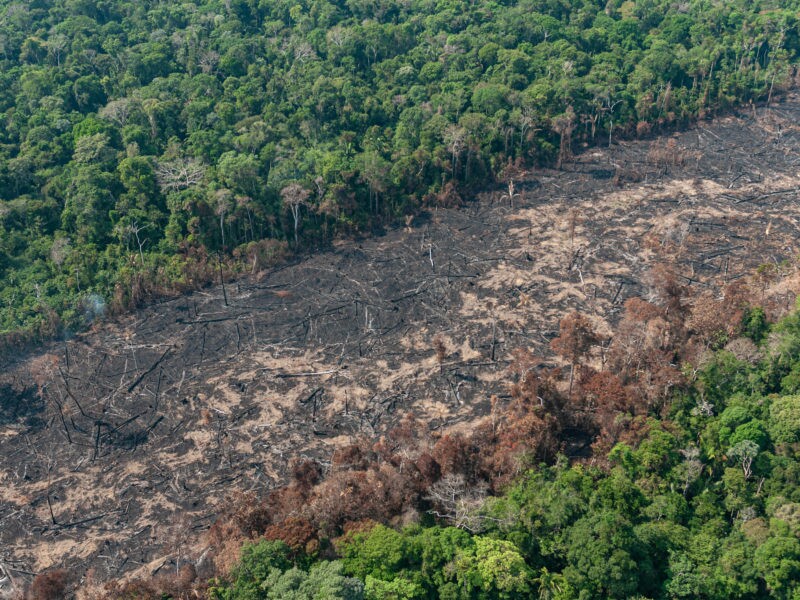 Marketing do governo brasileiro na COP esbarra em altas taxas de desmatamento na Amazônia