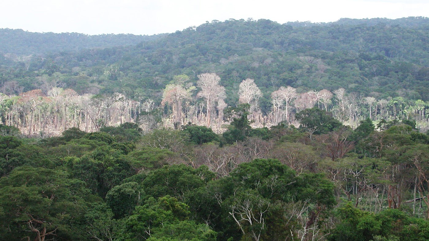 Foto aérea da região amazônica, com vegetação alta e verde