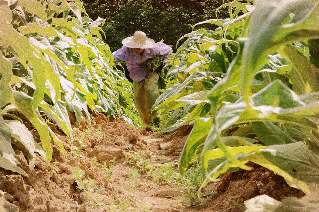 Um homem com calça verde, camisa roxa e chapéu de palha percorre o corredor de uma plantação; ele segura algumas folha debaixo do braço