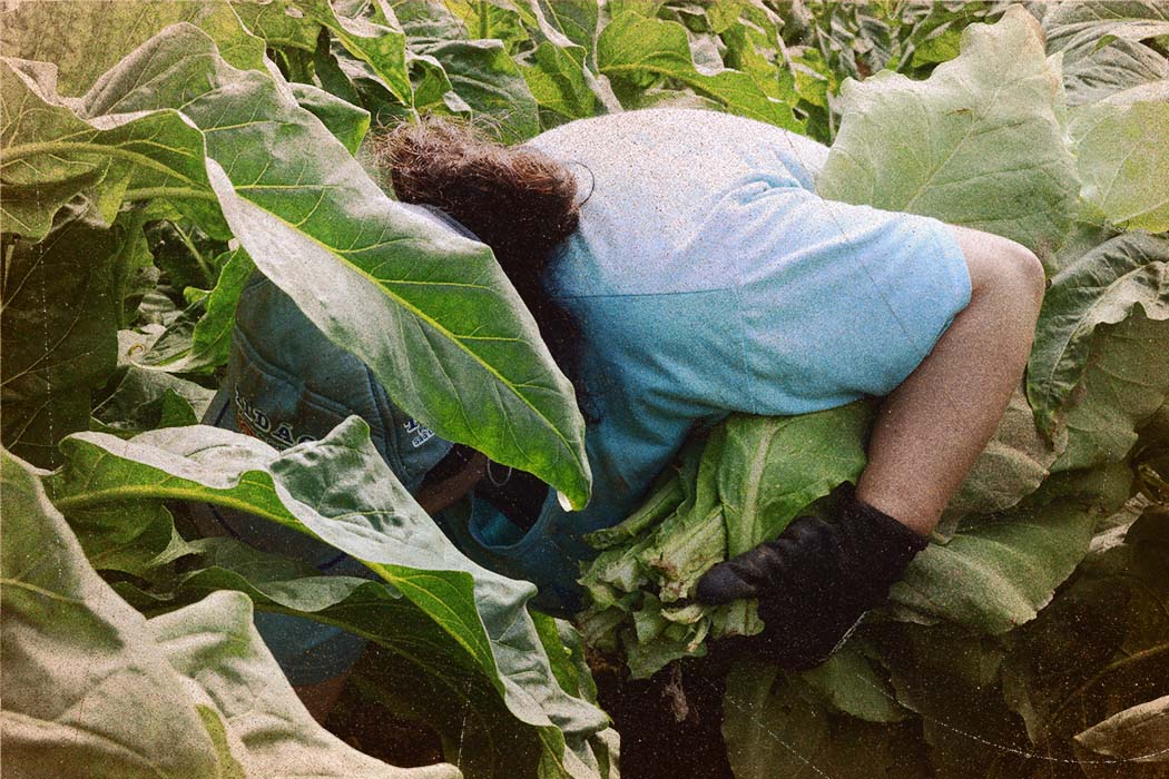 Com um ramo de folhas de tabaco debaixo do braço e o rosto encoberto por outras folhas, uma mulher de boné e camiseta azul trabalha em meio à plantação