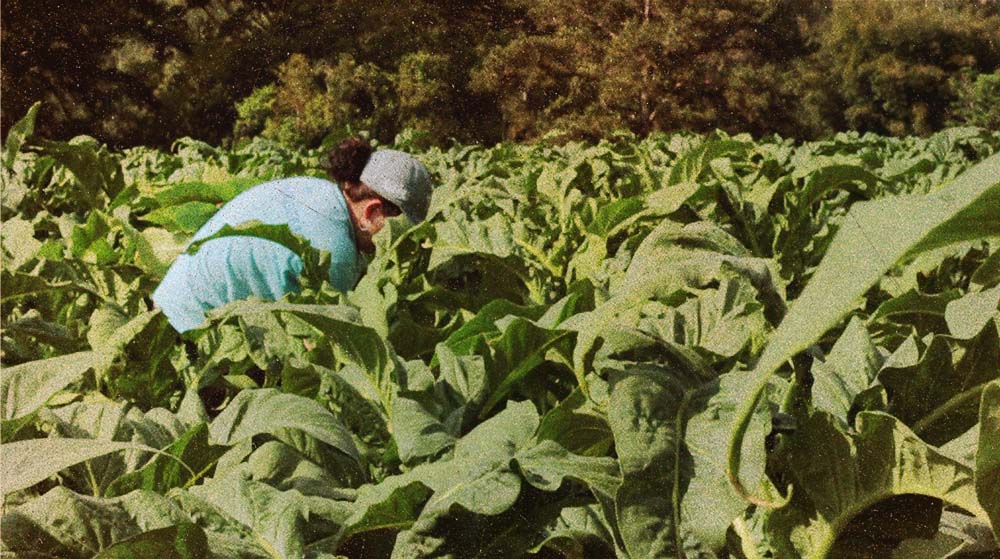 Com o rosto encoberto por folhas de tabaco, uma mulher de boné e camiseta azul trabalha em meio à plantação