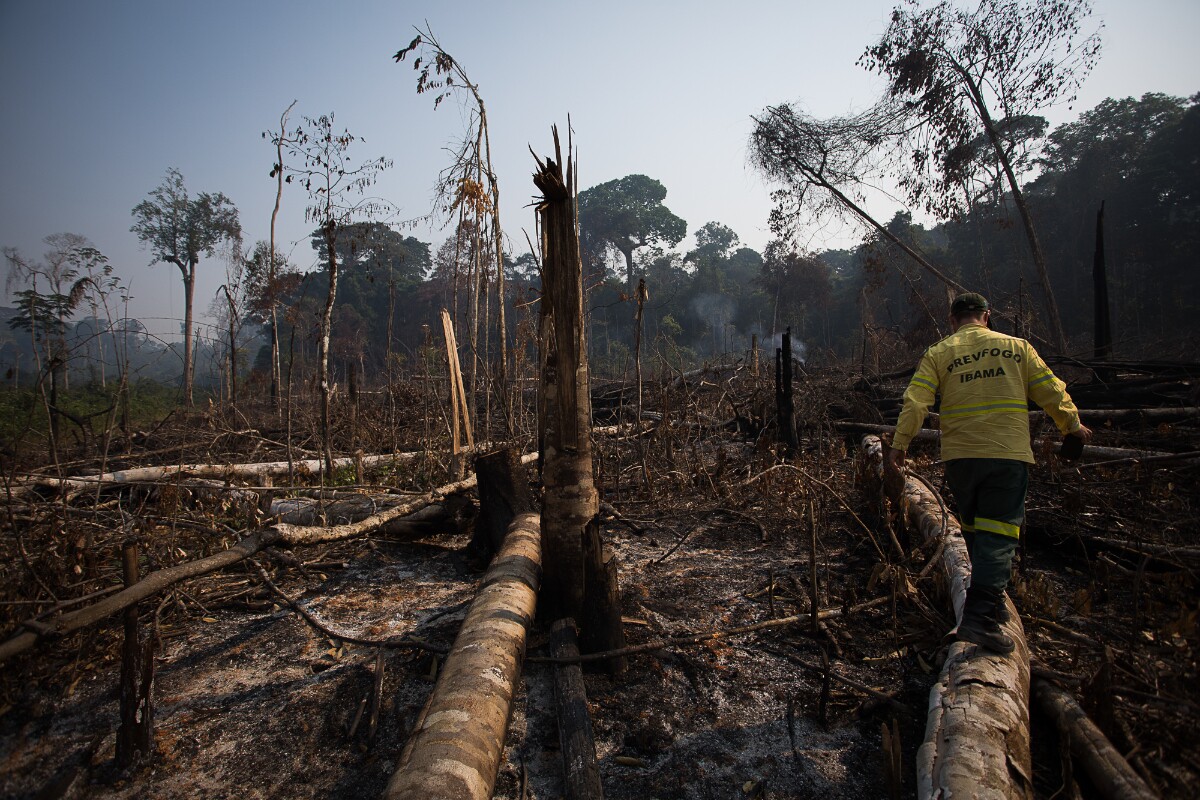 Fiscal do Ibama caminha por área desmatada e queimada na Amazônia; ao seu lado estão toras de madeiras jogadas por cima do solo seco