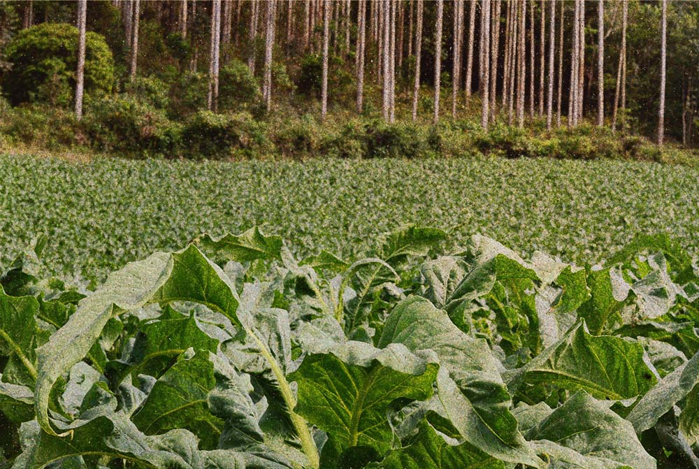 Foto mostra plantação de folhas de tabaco