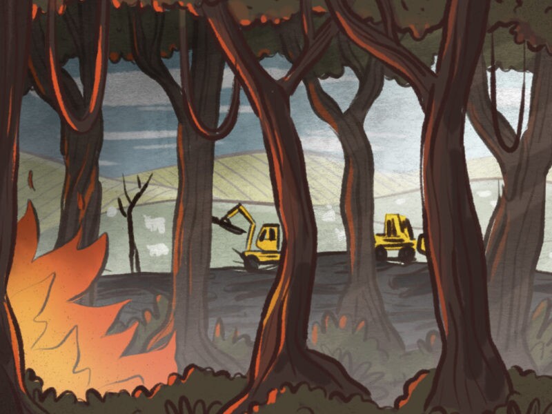 Ilustração mostra árvores em uma floresta pegando fogo