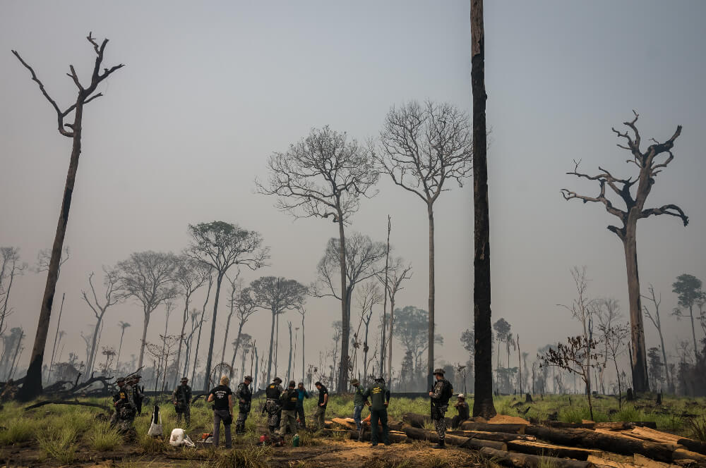 Foto mostra fiscais do Ibama durante ação de fiscalização em uma floresta com poucas árvores em pé e dezenas de troncos de madeira no chão