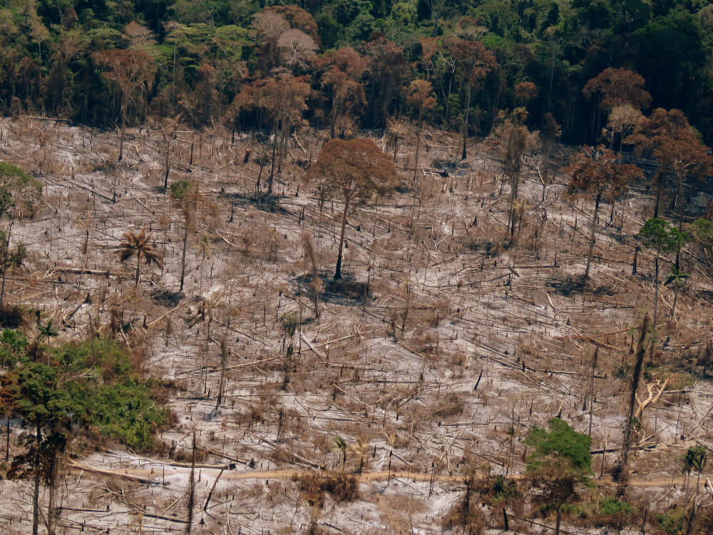 Imagem aérea mostra uma extensa área desmatada, com solo cinza e troncos de árvores caídos