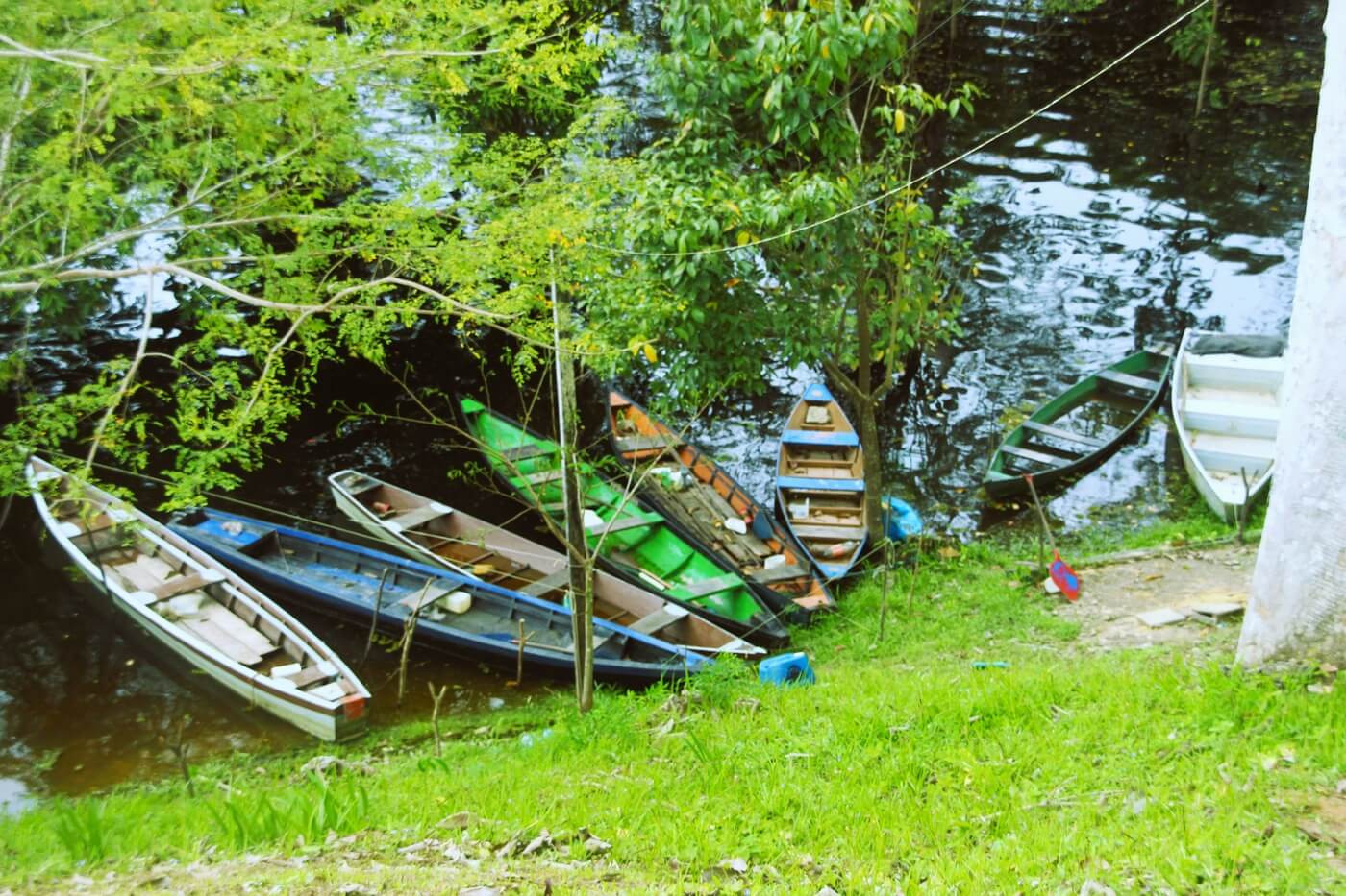 Canoas em margem de rio, com vegetação ao redor