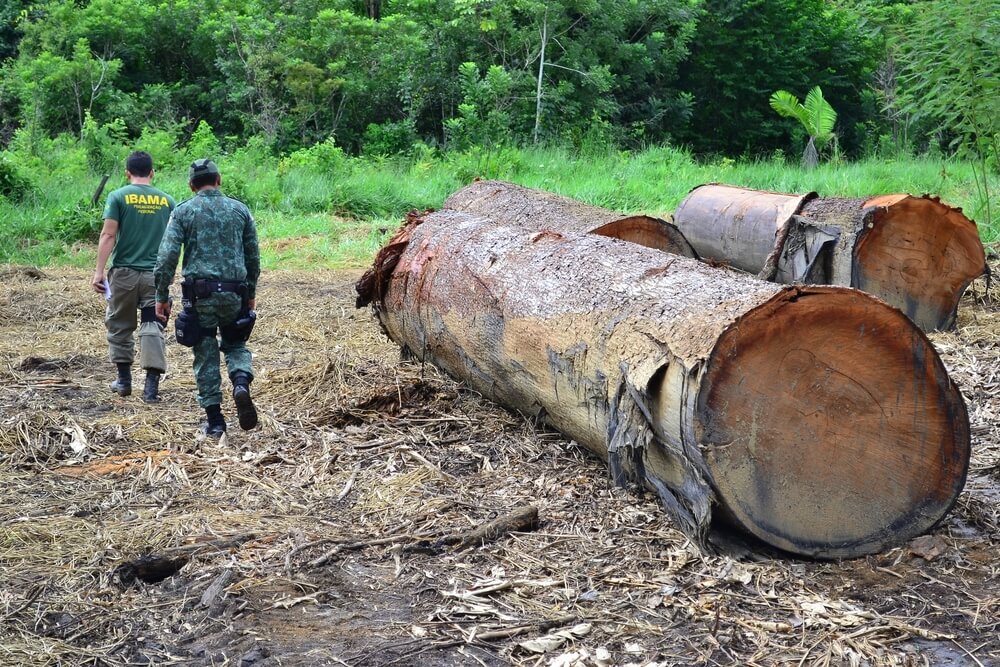 Fiscais do Ibama verificam madeiras em toras encontradas durante ação de fiscalização na Terra Indígena Kaxarari/Amazonas.