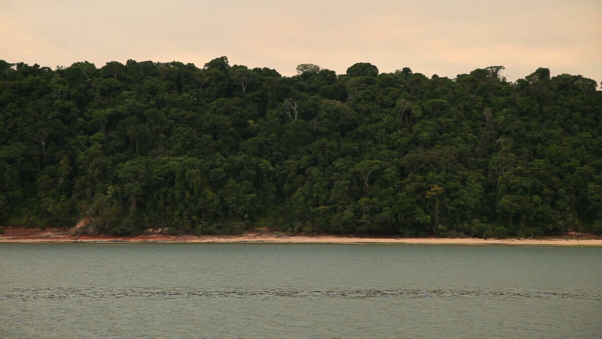 Vista da Floresta Nacional Itaituba, na beira do rio Tapajós