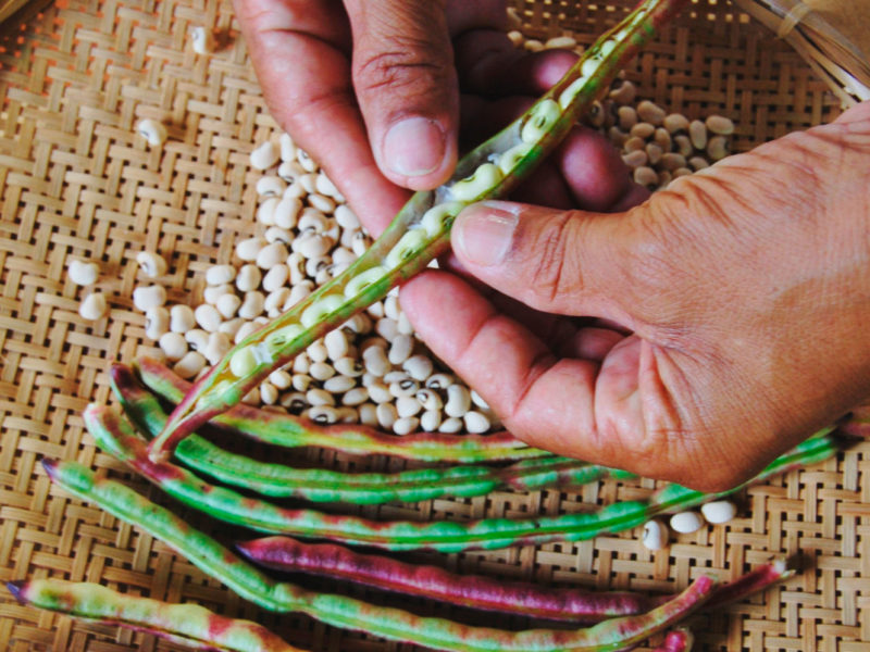 Duas mãos descascam feijão em recipiente