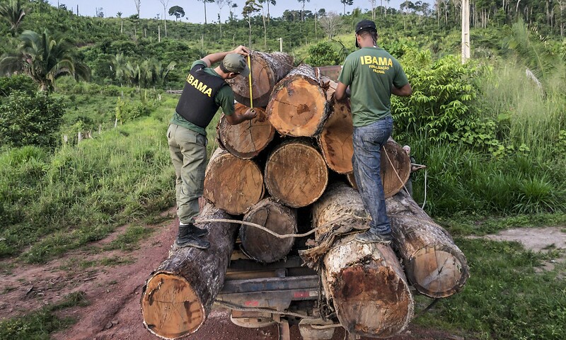 Toras de madeira ilegal apreendidas pelo Ibama em ação de fiscalização