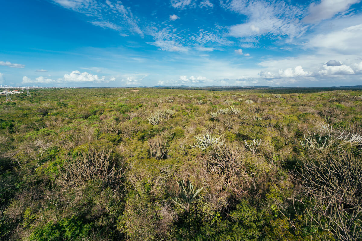 Área verde com vegetação rasteira típica da Caatinga