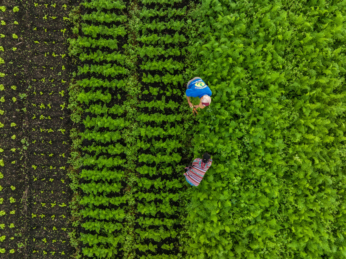 Agricultores cuidam de sua plantação de alface no cinturão verde