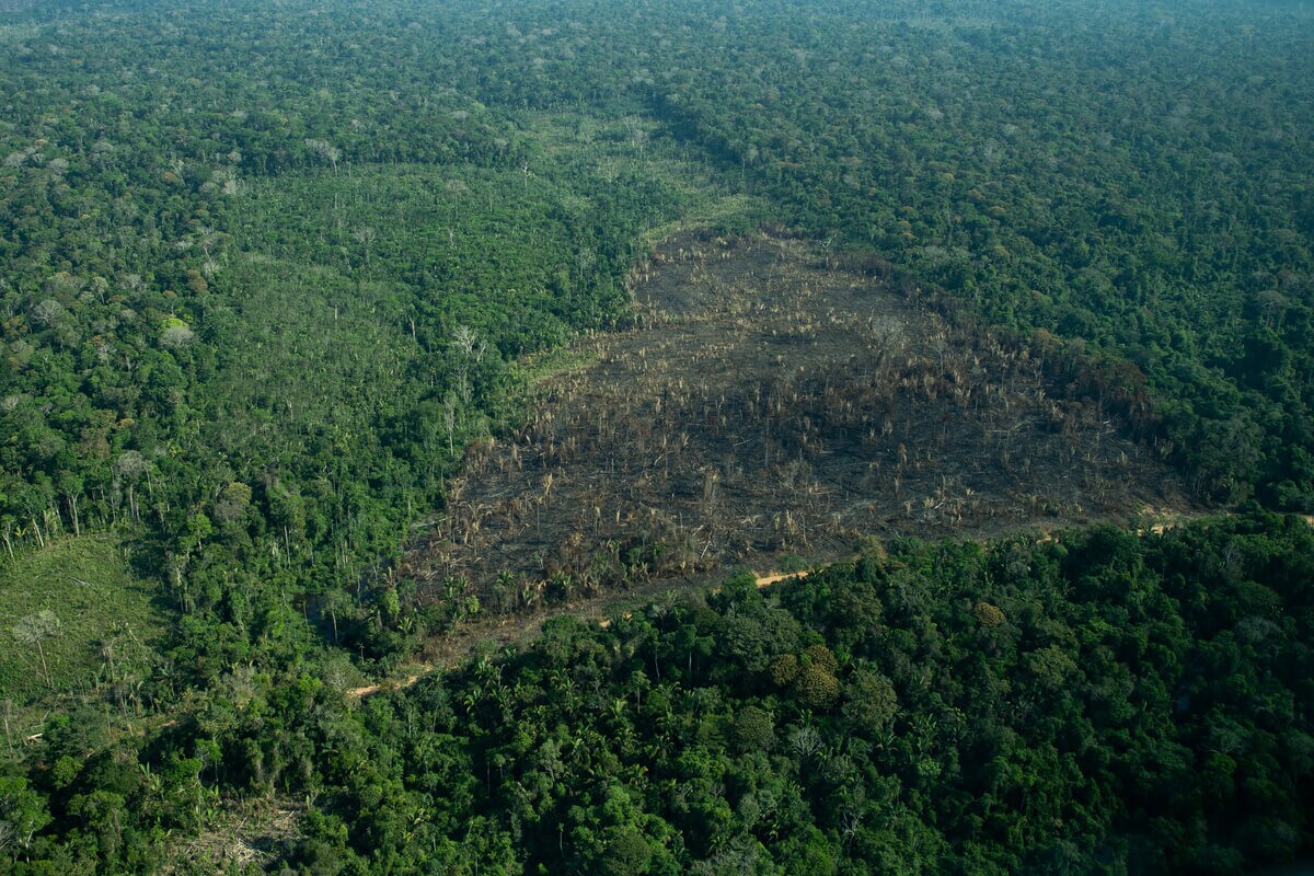 Capa_Governador de RO “passou boiada” com lei que fez desmatamento explodir em parque estadual (1)