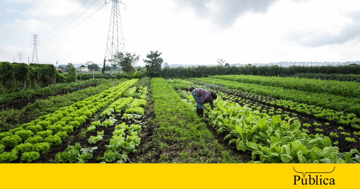 Bolsonaro destinou zero reais a pequenos e médios agricultores no último ano