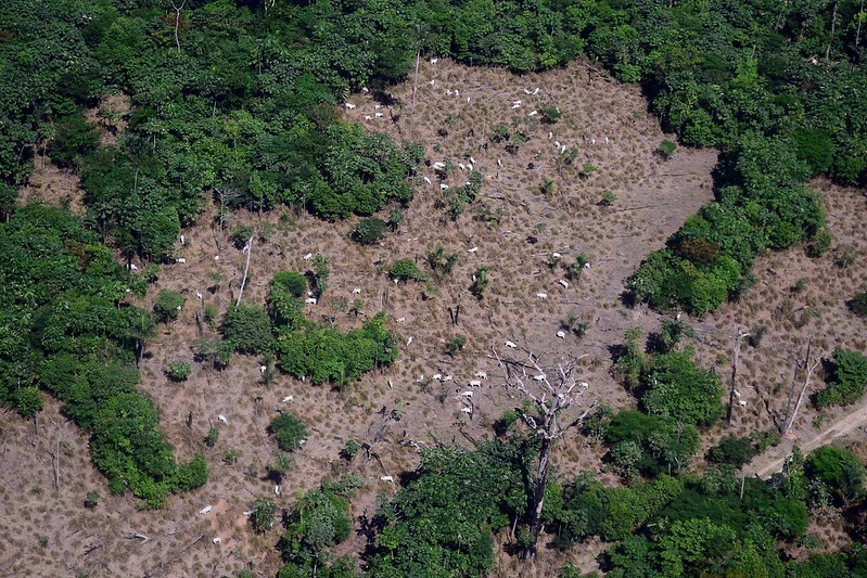 amazônia desmatamento Bolsonaro 
