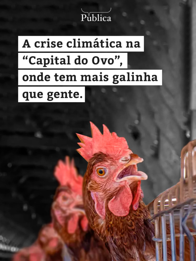 A crise climática na “Capital do Ovo”, onde tem mais galinha que gente
