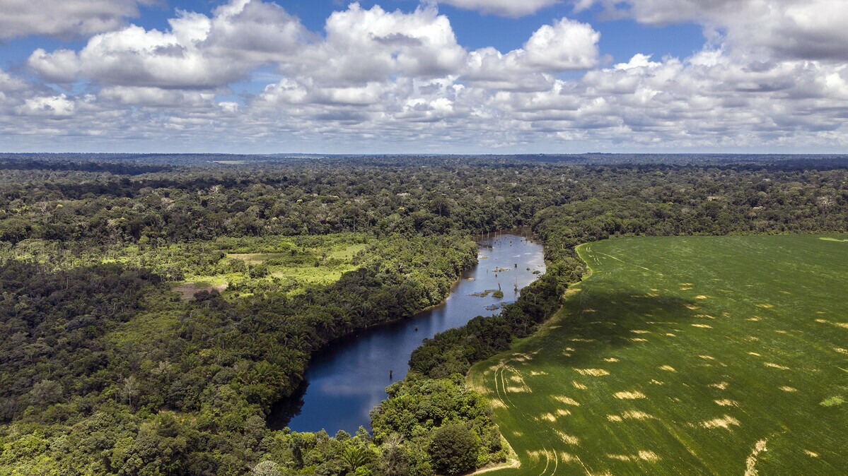 Floresta Nacional do Tapajós