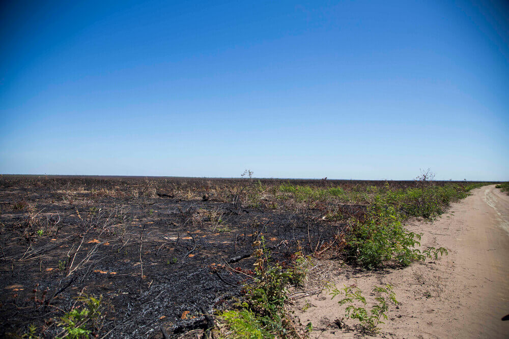 Imagem mostra área queimada no cerrado, com o chão de terra preto pela queima de vegetação