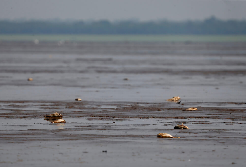Filhote de jacaré e peixes mortos em decorrência da forte seca no rio Solimões, em Manacapuru (AM)
