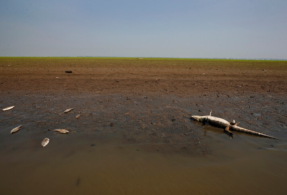 Filhote de jacaré e peixes mortos em decorrência da forte seca no rio Solimões, em Manacapuru (AM)