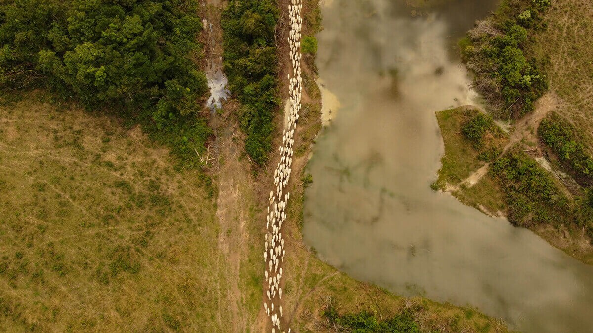 Imagem aérea de trânsito de gado em Rondônia, fora da área da Resex Jaci-Paraná