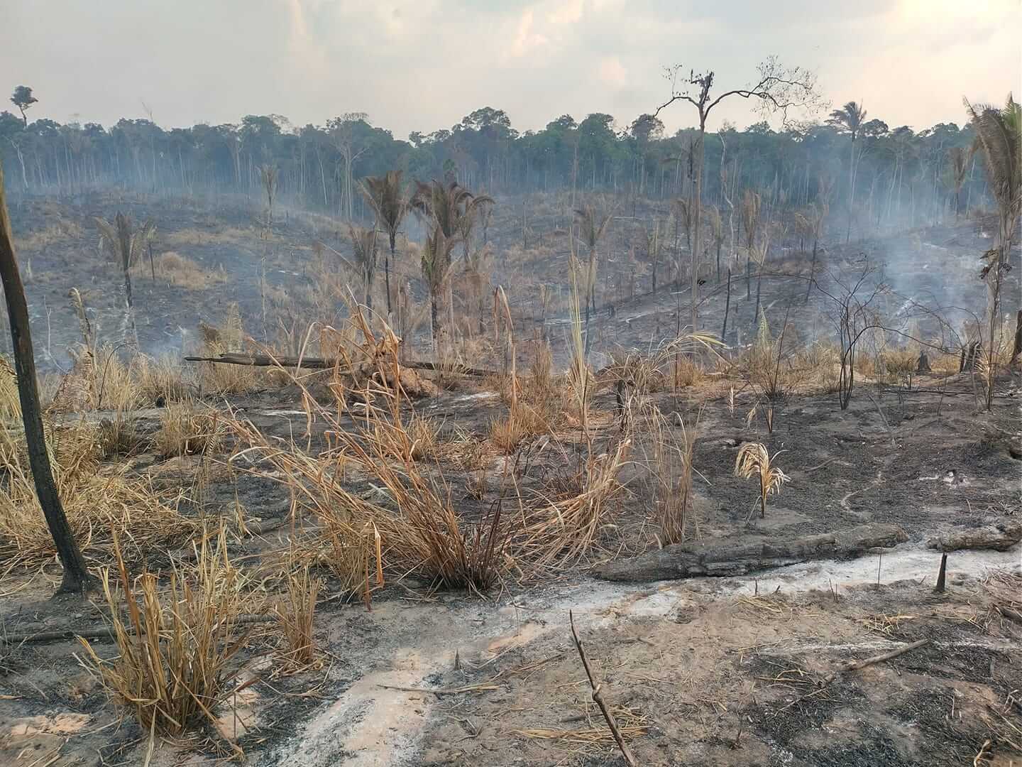 Eleições Mato Grosso: Candidato é multado por fogo na Amazônia