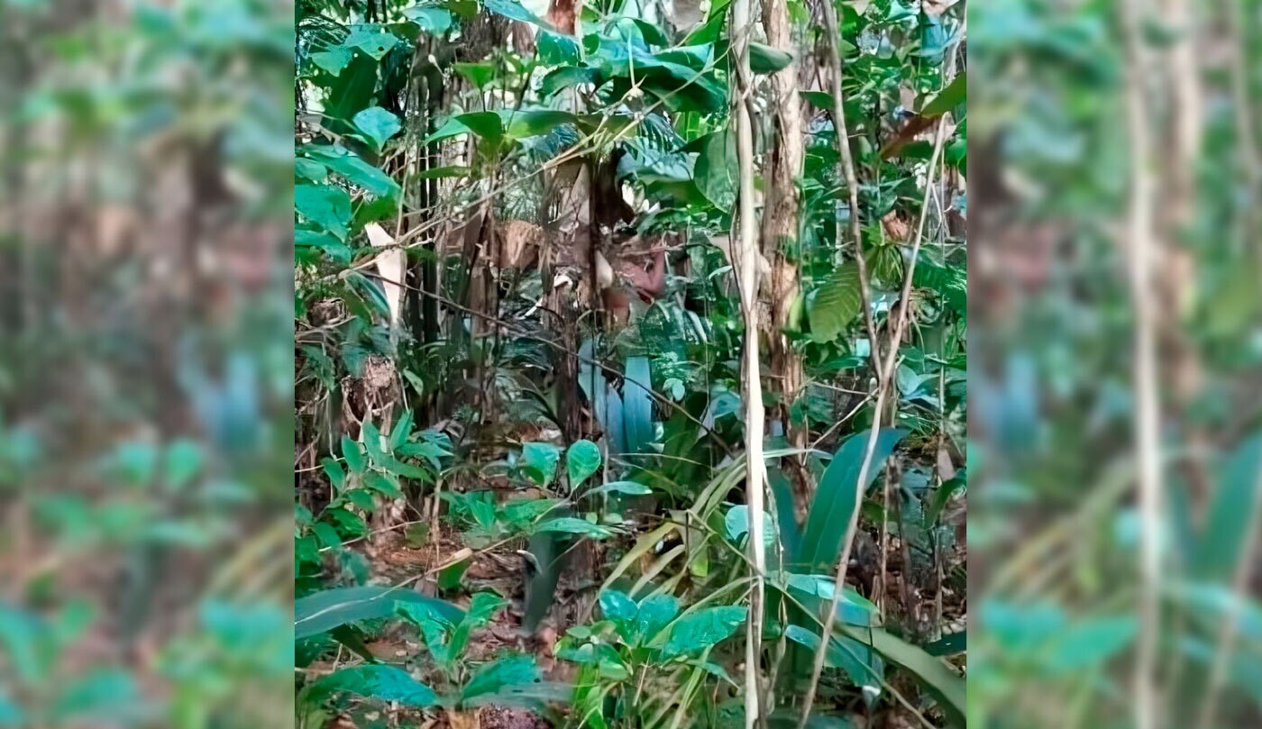 Imagem mostra indígena isolado na Amazônia