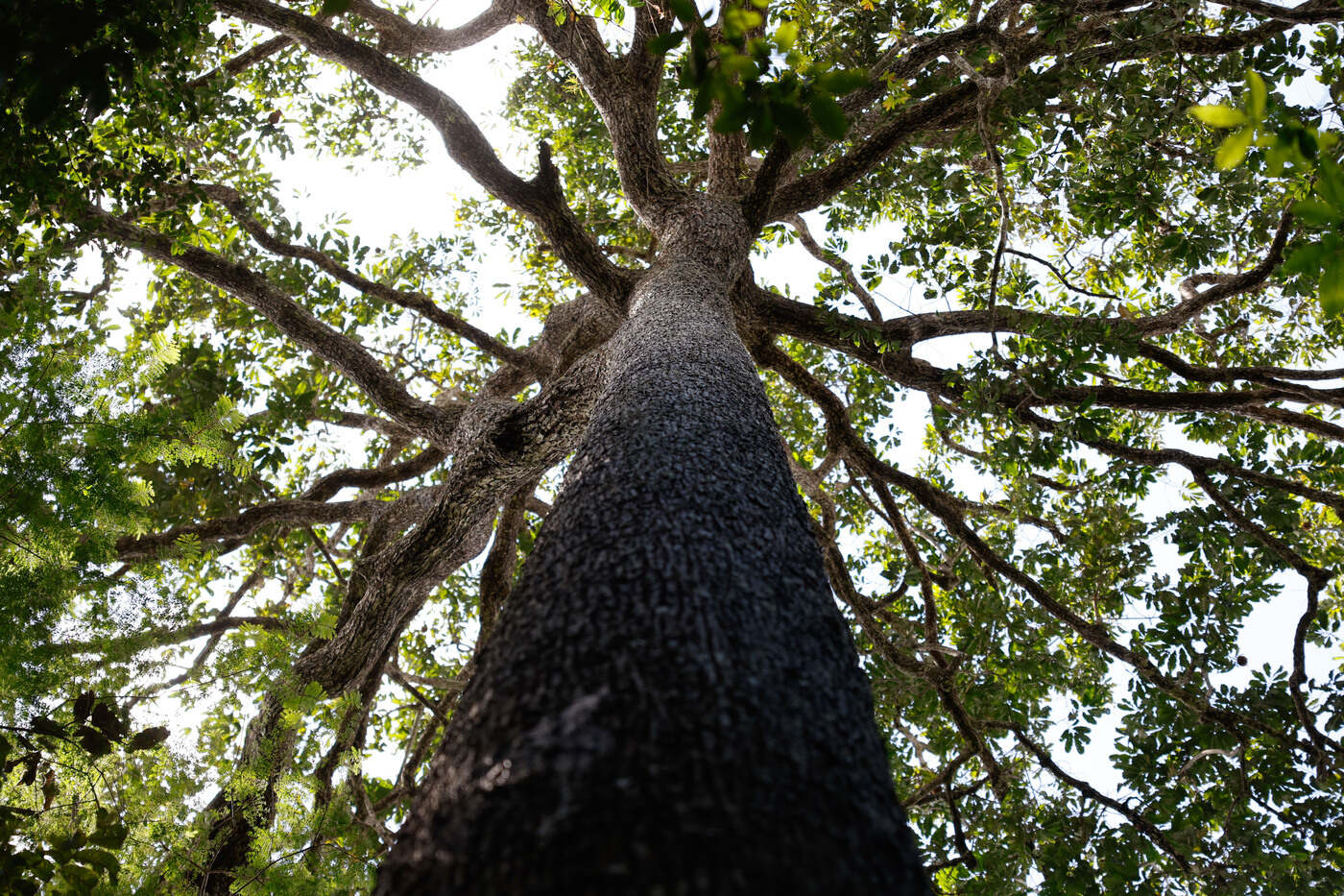 Castanheiras na floresta da Terra Indígena Erikpatsa, do Povo Rikbaktsa.