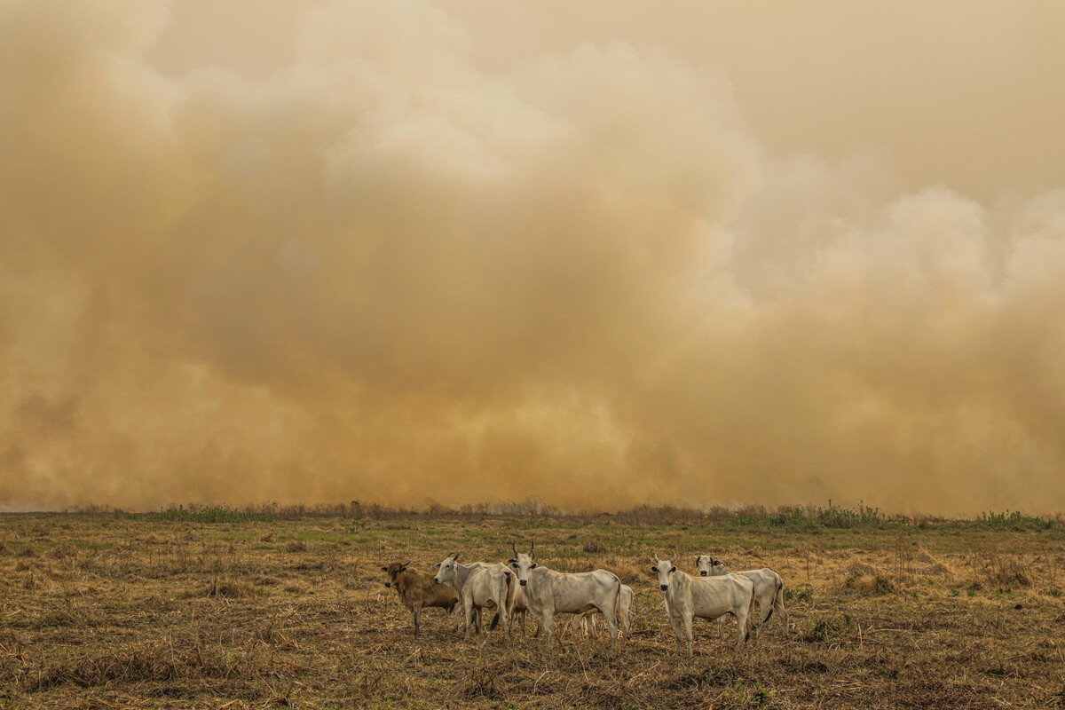 Foto em Porto Jofre (MT) 19/11/2023 – Uma boiada é vista próxima a cortina de fumaça por conta do incêndio florestal que atige o Pantanal, o que pode piorar o aquecimento global.