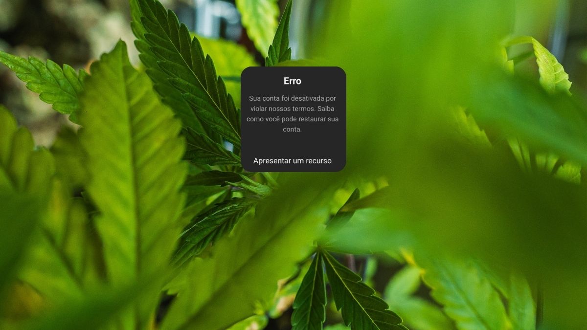 Foi mal, tava doidão: Meta suspende perfis de cannabis do Instagram sem justificativa
