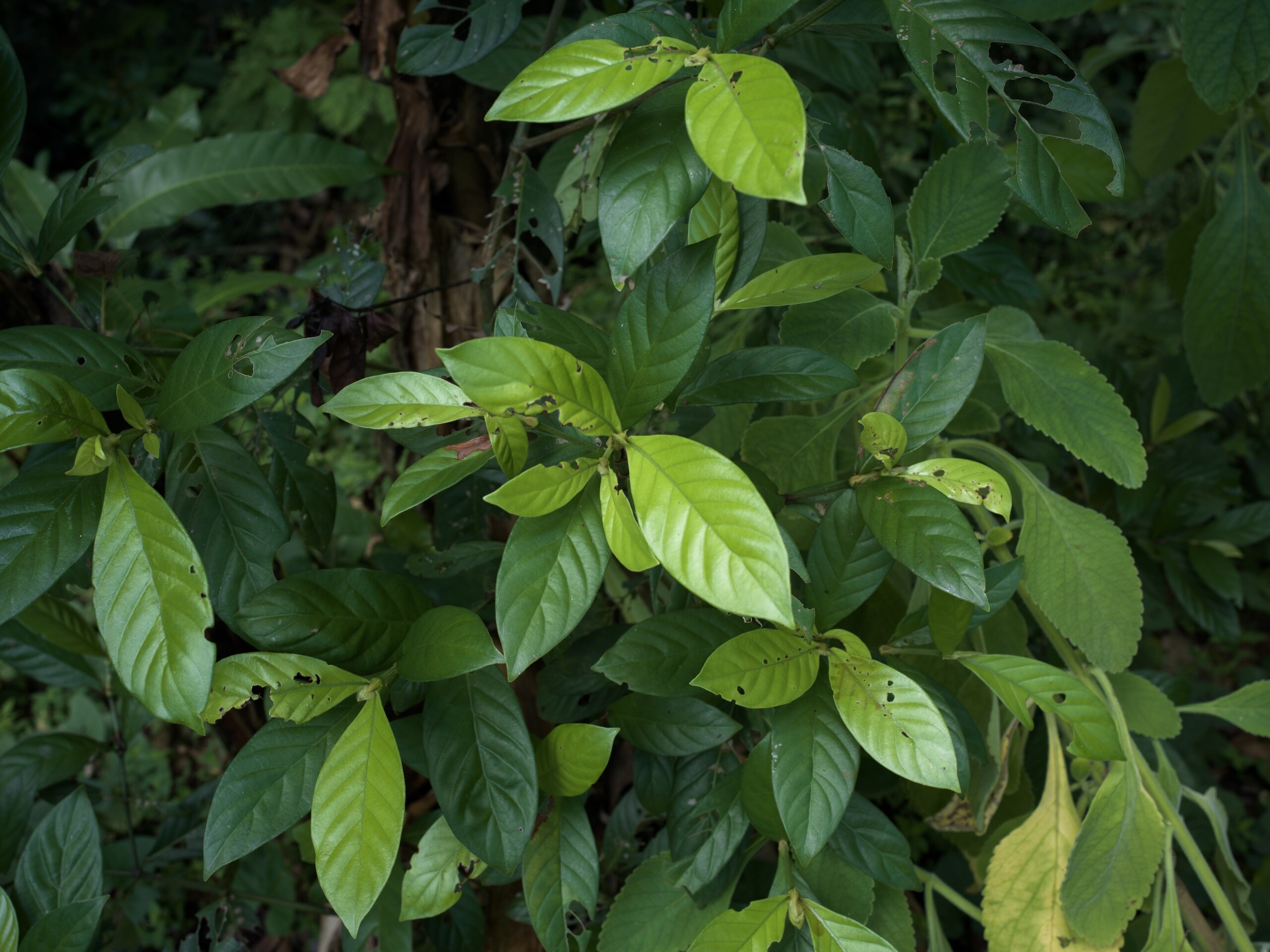 Folhas de chacrona (Psychotria viridis), uma das plantas usadas no preparo da ayahuasca